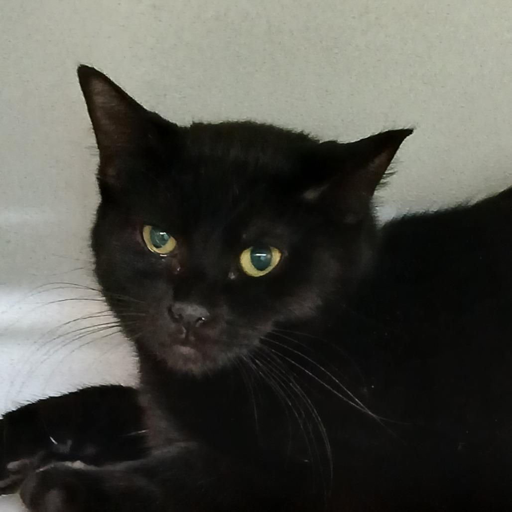 Enlarge Sally, a Adoptable Domestic Short Hair in Colorado Springs, CO image 3/3