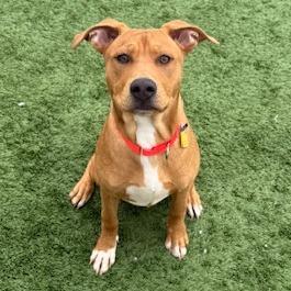 Enlarge Finn, a Adoptable Mixed Breed in Naperville, IL image 1/1