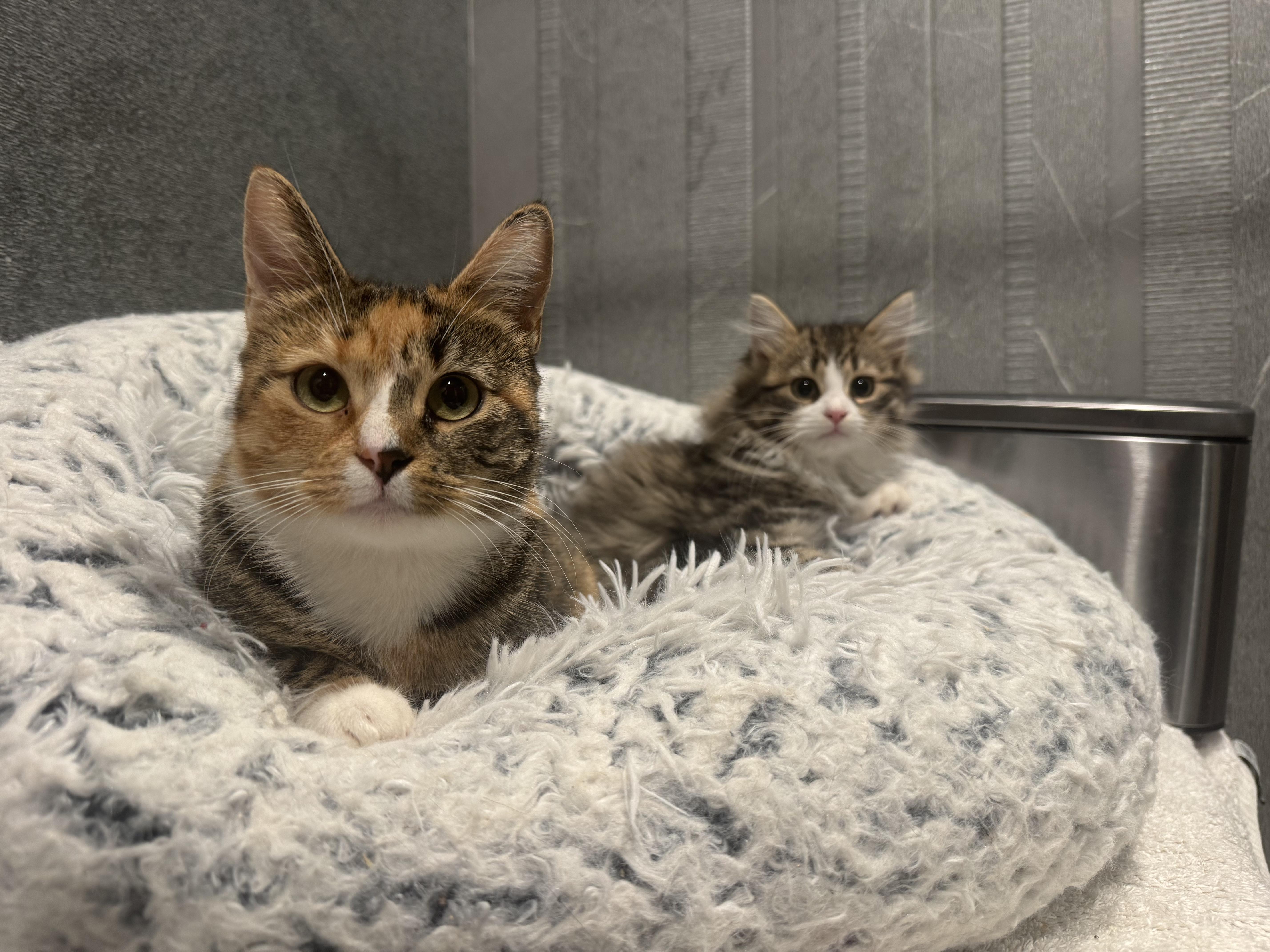 Enlarge Celaena, a Adopted Domestic Long Hair in Brooklyn, NY image 2/5