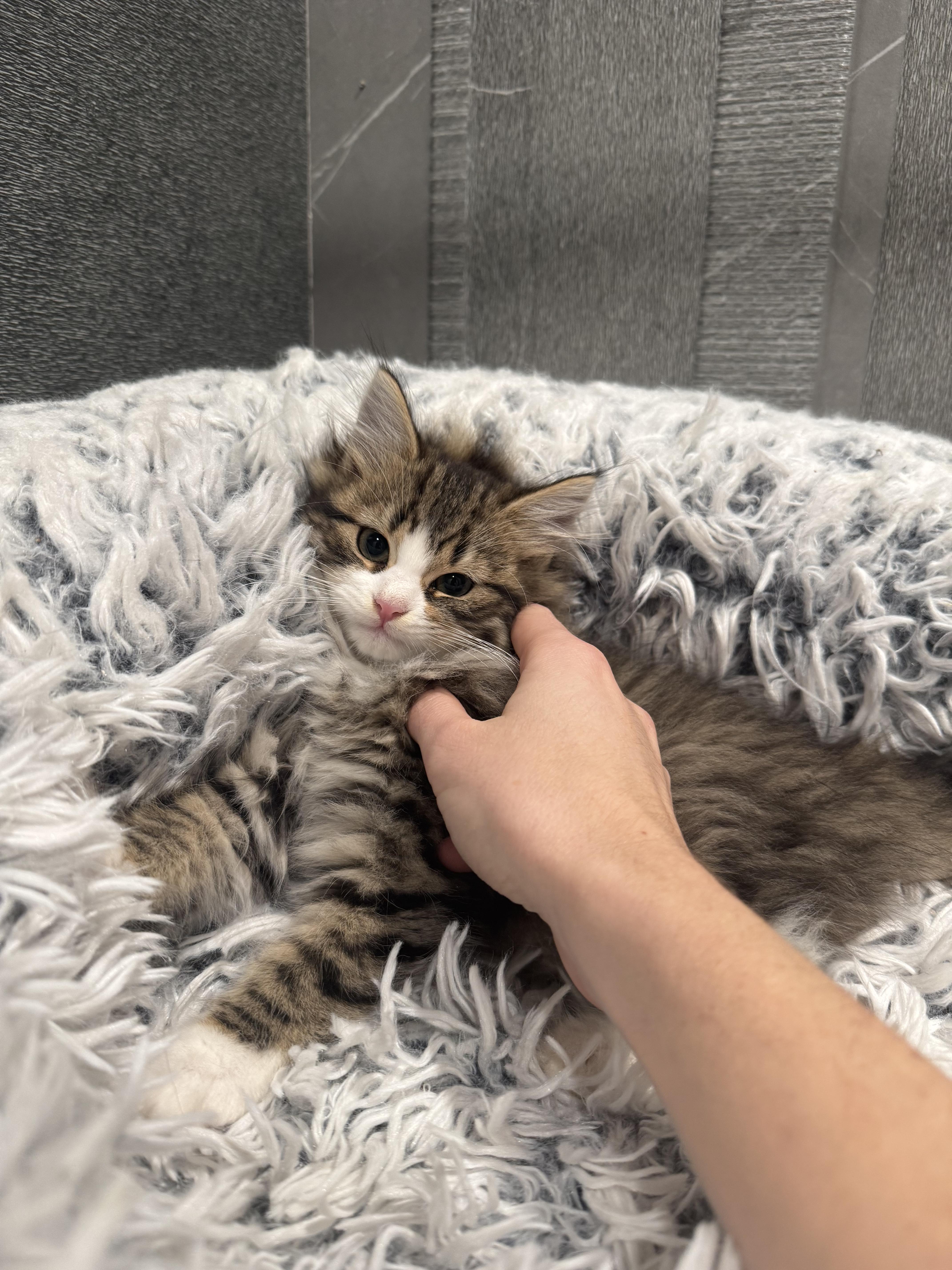 Enlarge Celaena, a Adopted Domestic Long Hair in Brooklyn, NY image 1/5