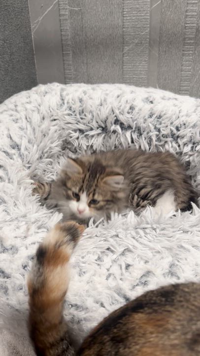 Enlarge Celaena, a Adopted Domestic Long Hair in Brooklyn, NY video 5/5