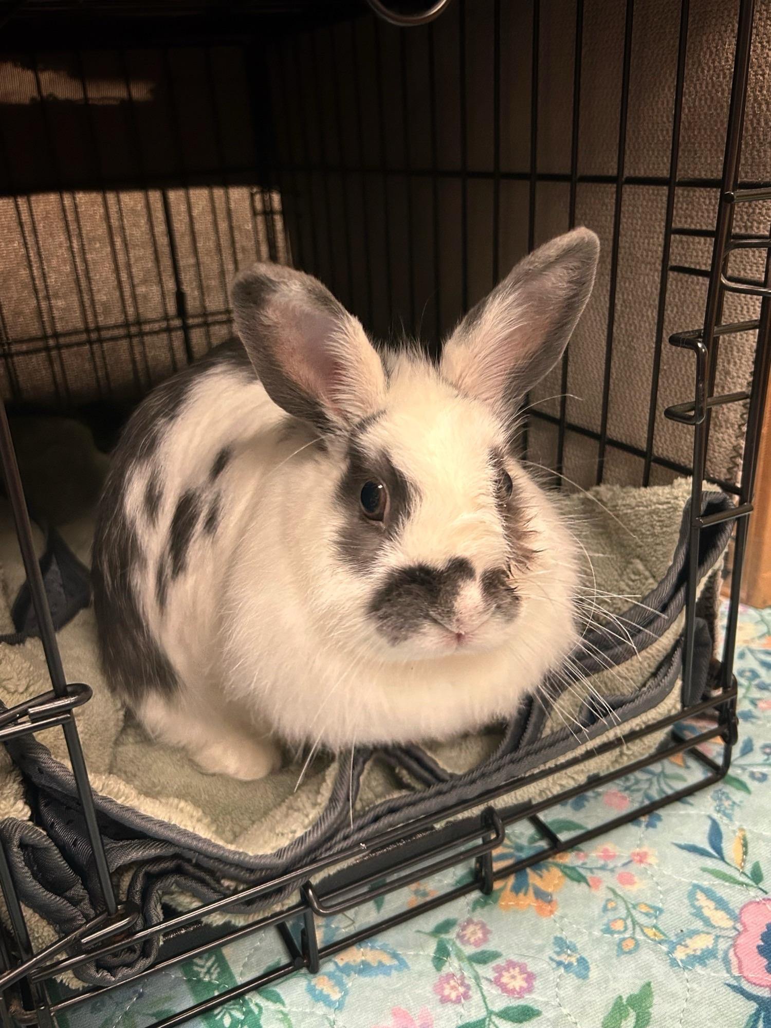 Miss Bunny, adopted, Adult Female English Spot.