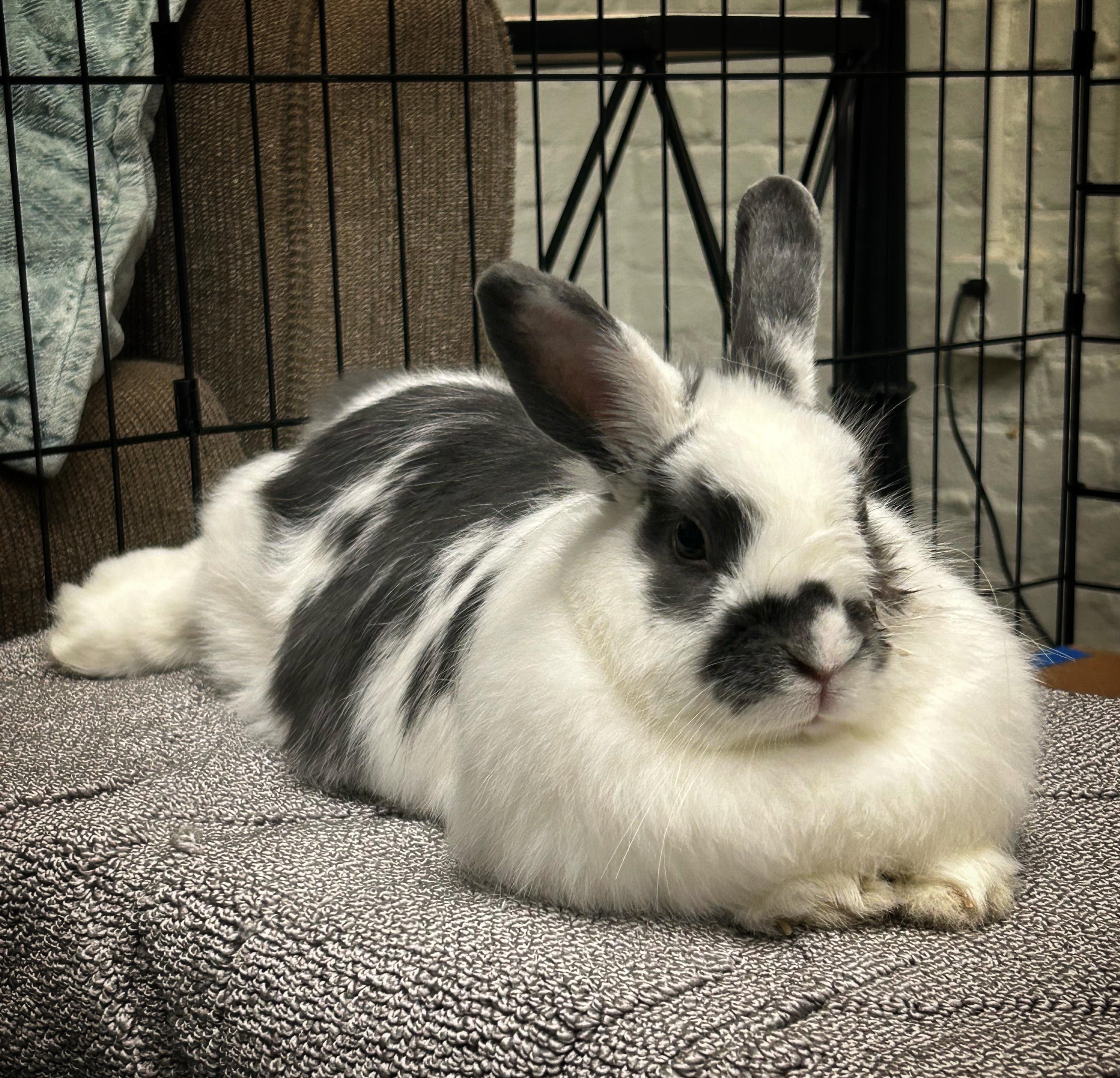 Enlarge Miss Bunny, an adopted English Spot in Asheville, NC image 4/5