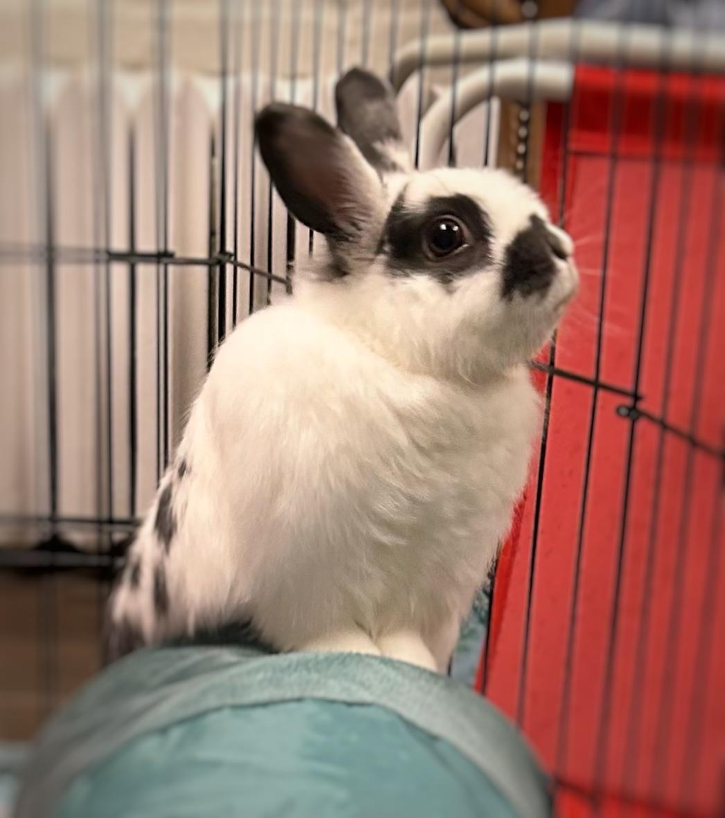 Enlarge Miss Bunny, an adopted English Spot in Asheville, NC image 1/5