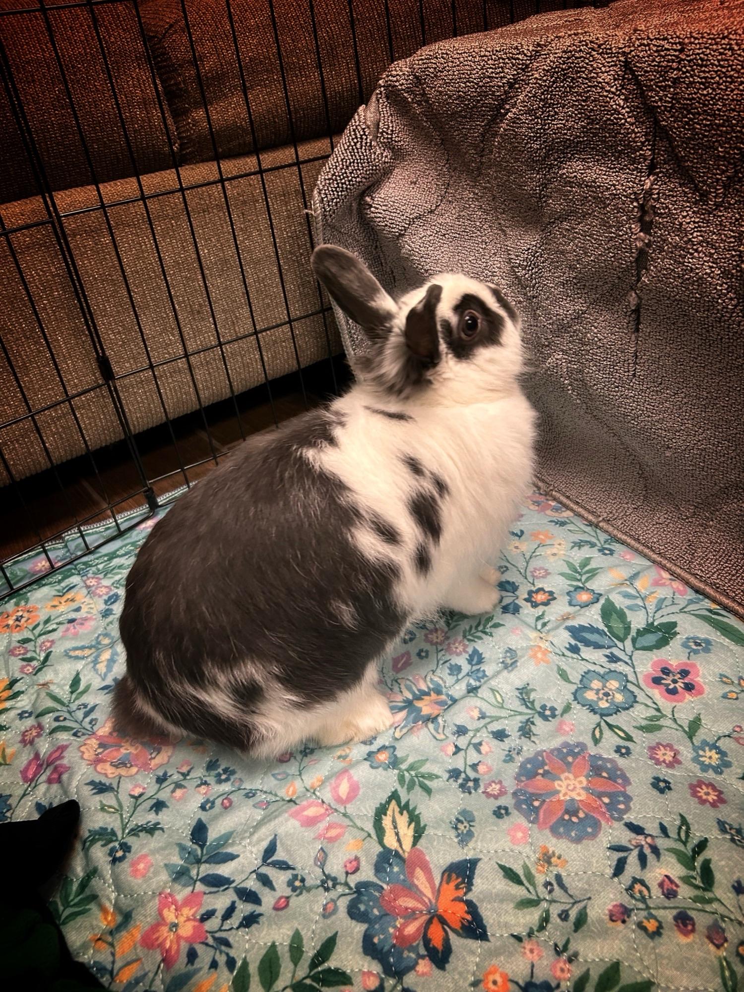 Enlarge Miss Bunny, an adopted English Spot in Asheville, NC image 2/5