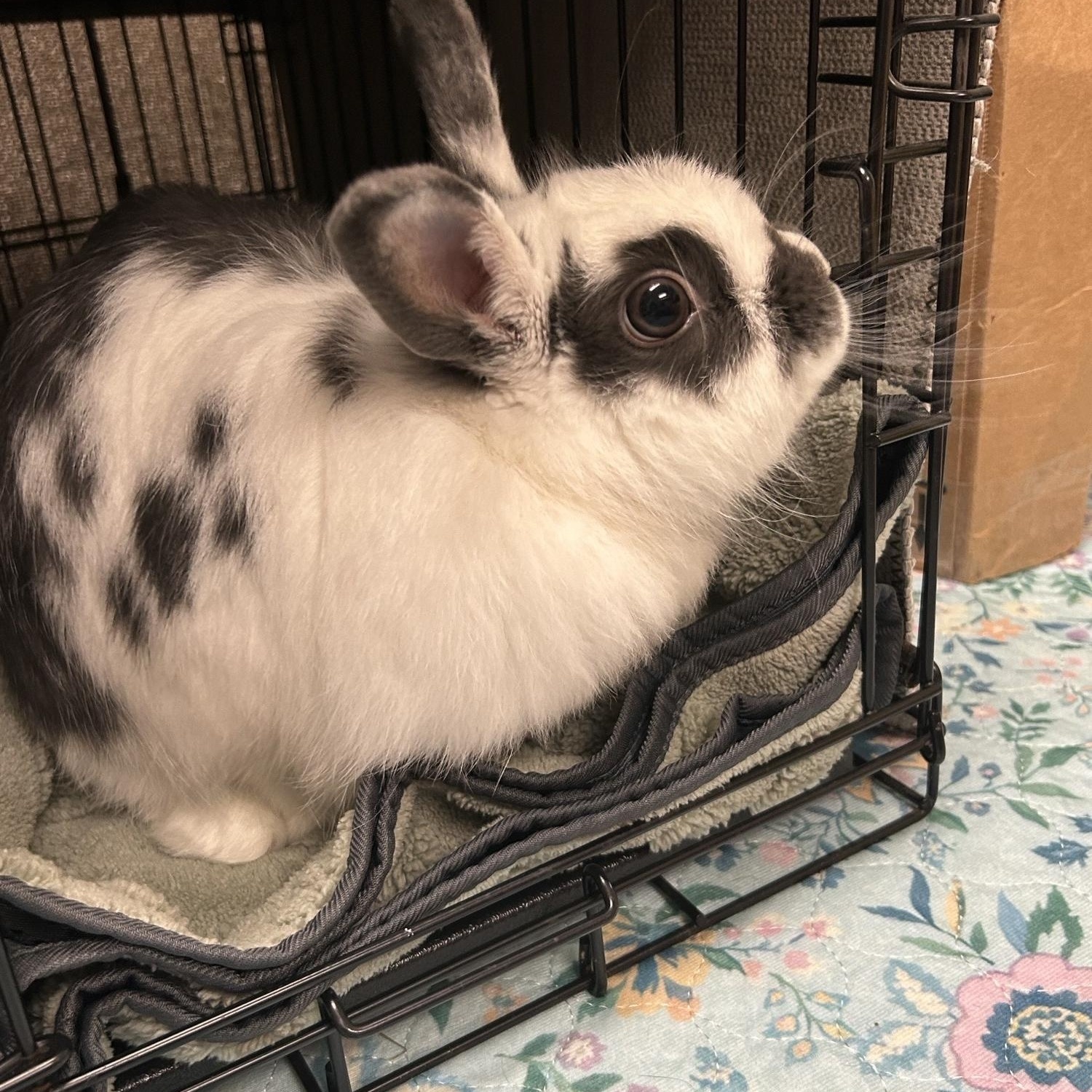 Enlarge Miss Bunny, an adopted English Spot in Asheville, NC image 5/5