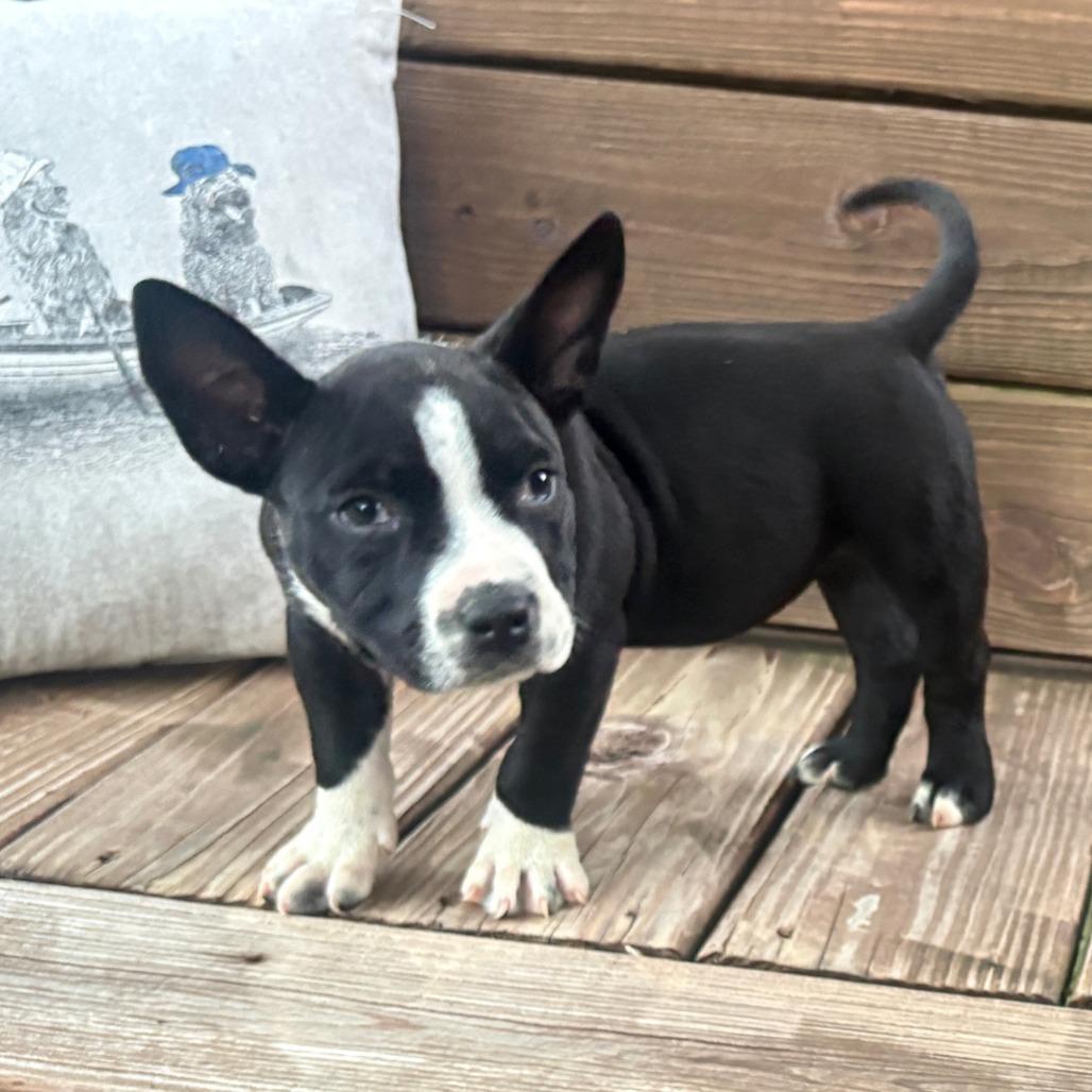 Raven, Adoptable, Puppy Female American Bulldog & Pit Bull Terrier.