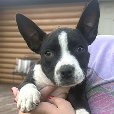Enlarge Raven, a Adoptable mixed breed in Mooresville, IN image 3/3