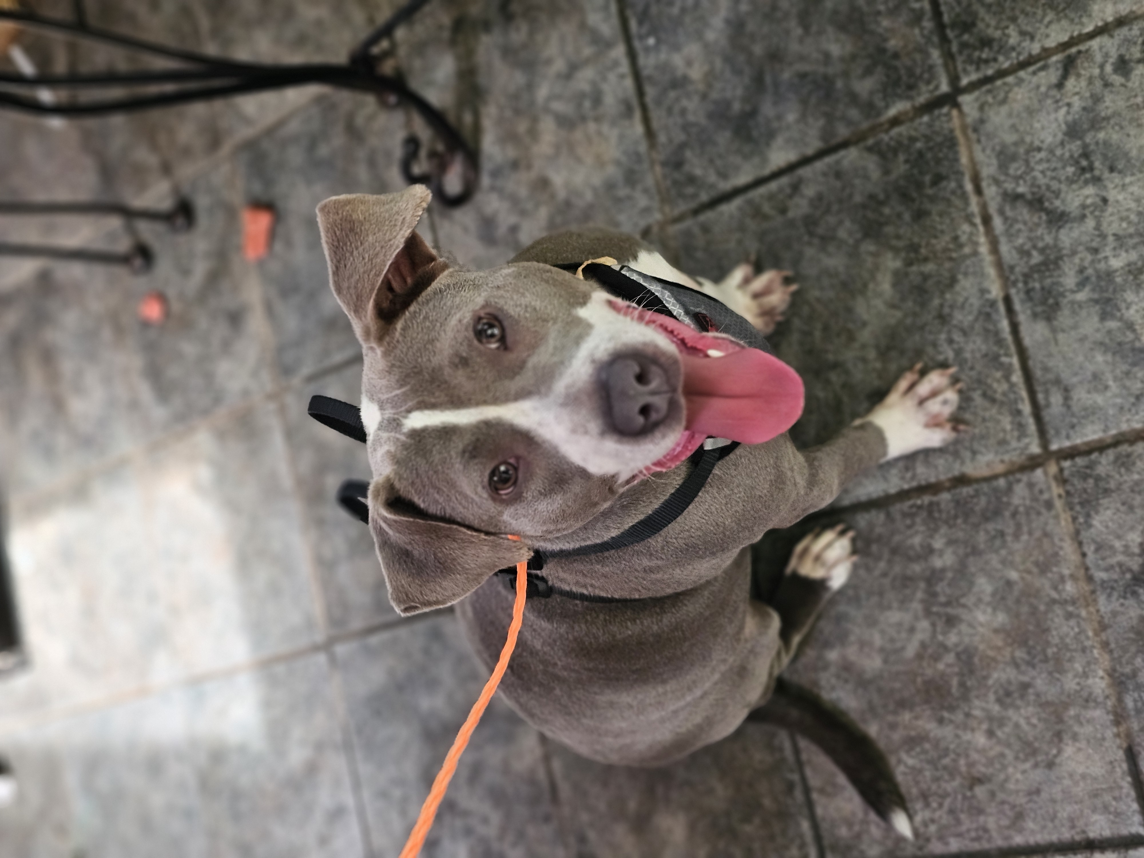 MARIE, a Adoptable American Bully in Homewood, AL image 1/6