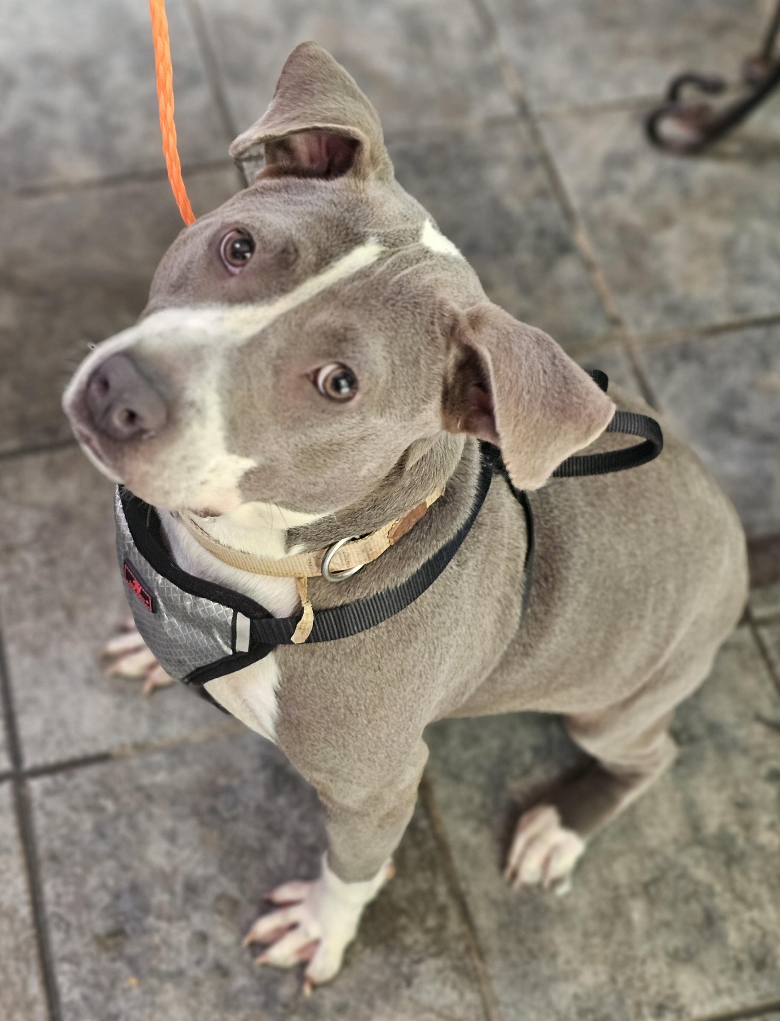 MARIE, an adoptable American Bully in Homewood, AL, 35209 | Photo Image 3