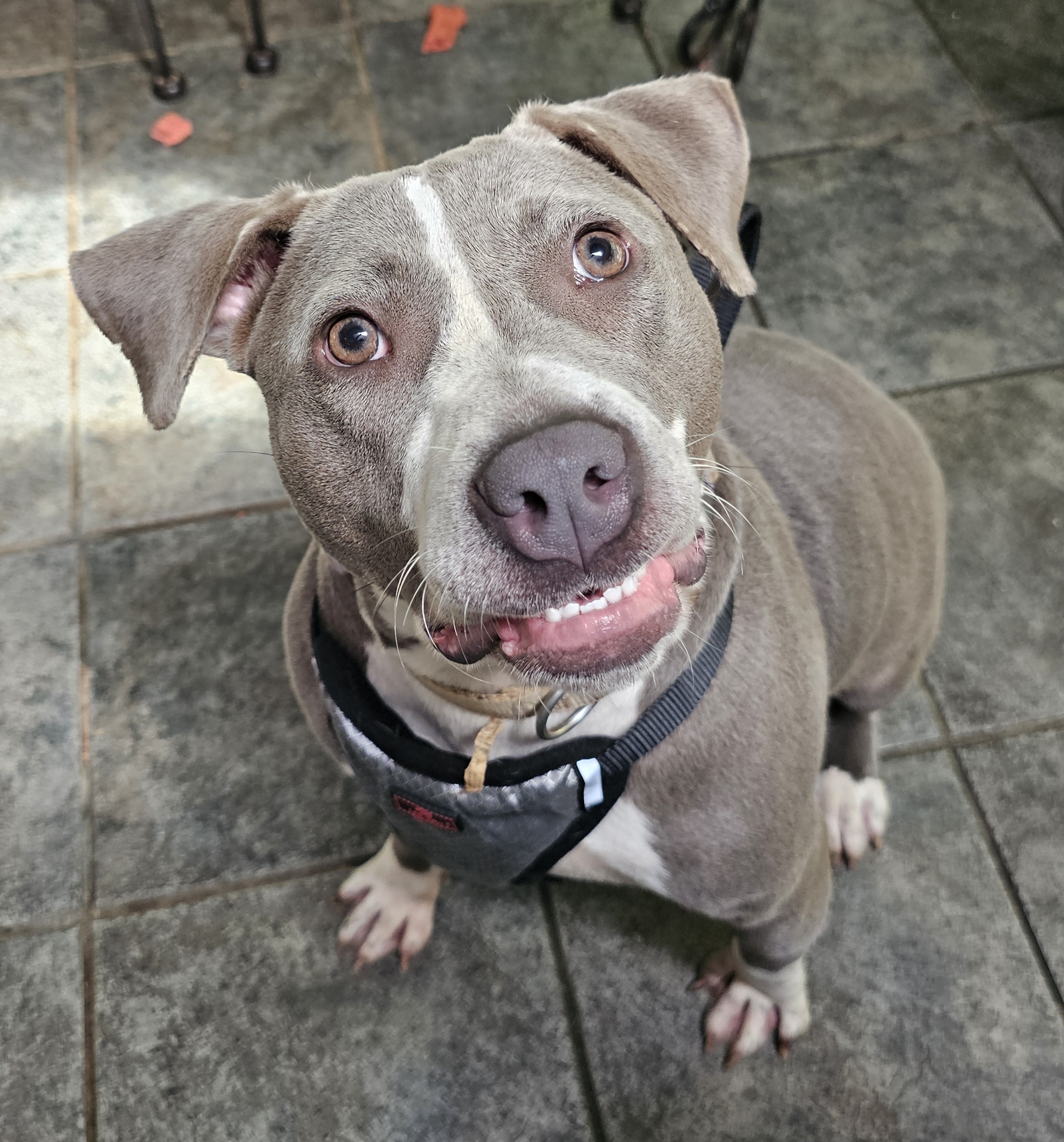 MARIE, a Adoptable American Bully in Homewood, AL image 3/6