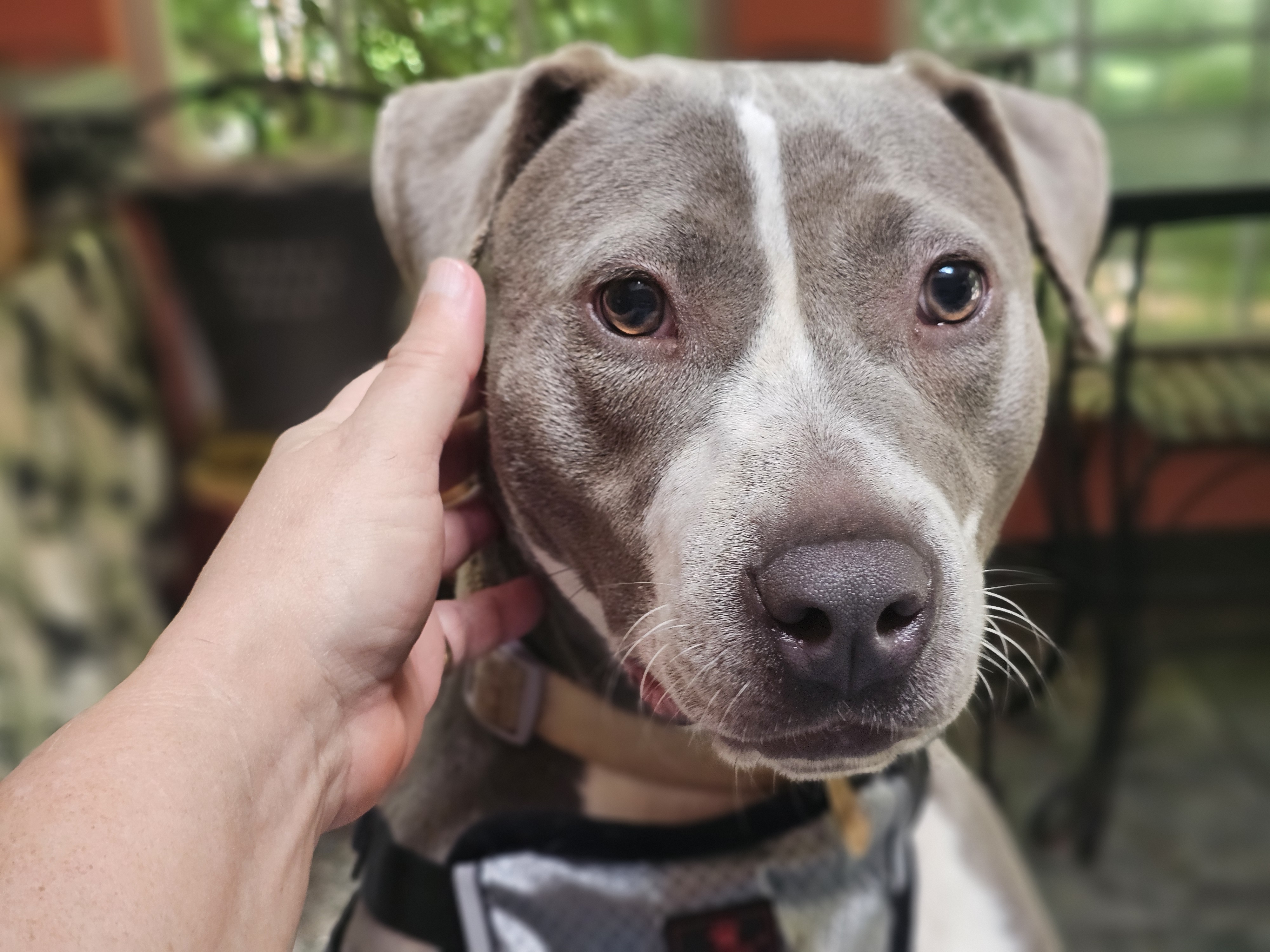 MARIE, a Adoptable American Bully in Homewood, AL image 4/6