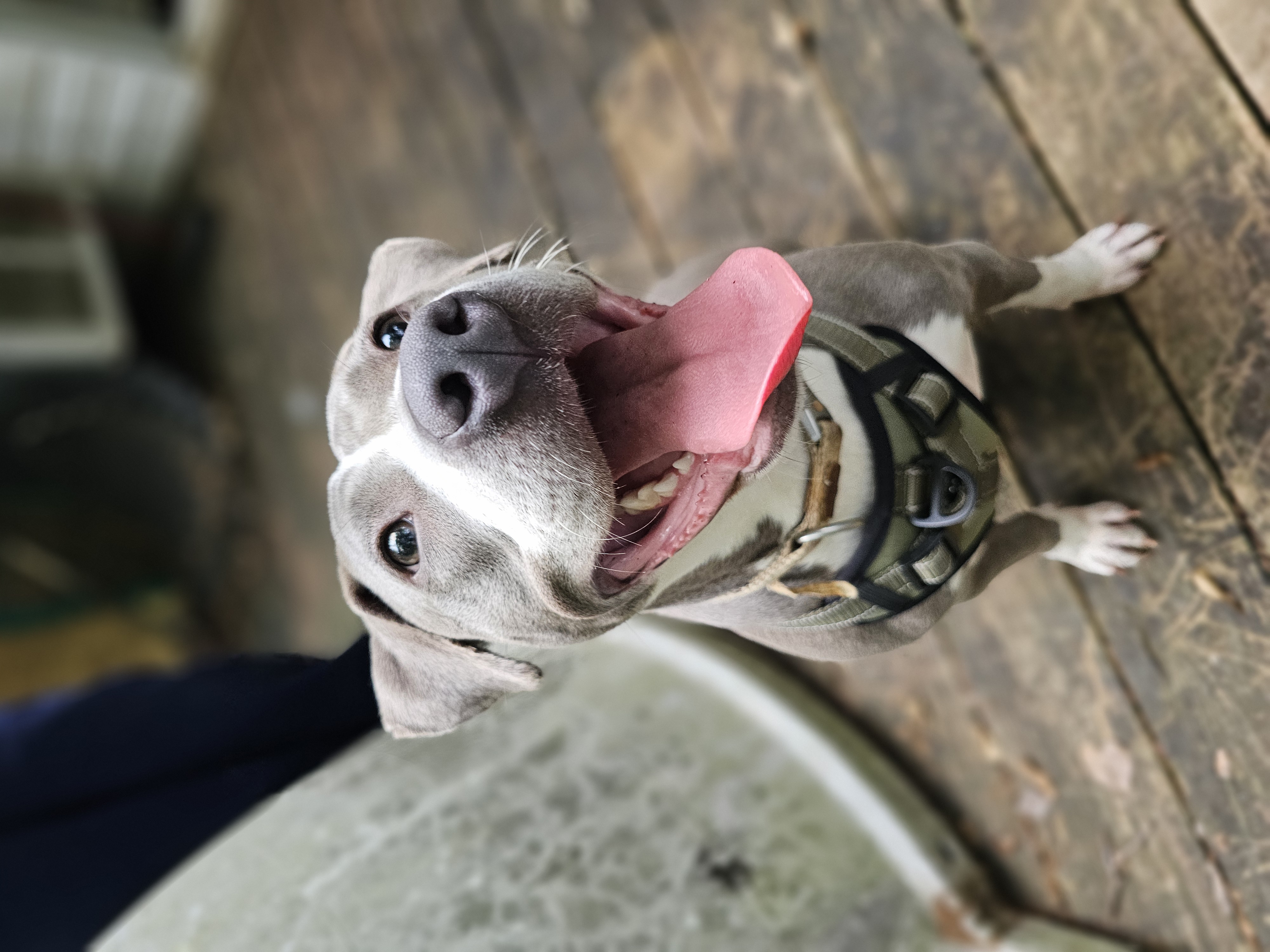 MARIE, a Adoptable American Bully in Homewood, AL image 5/6