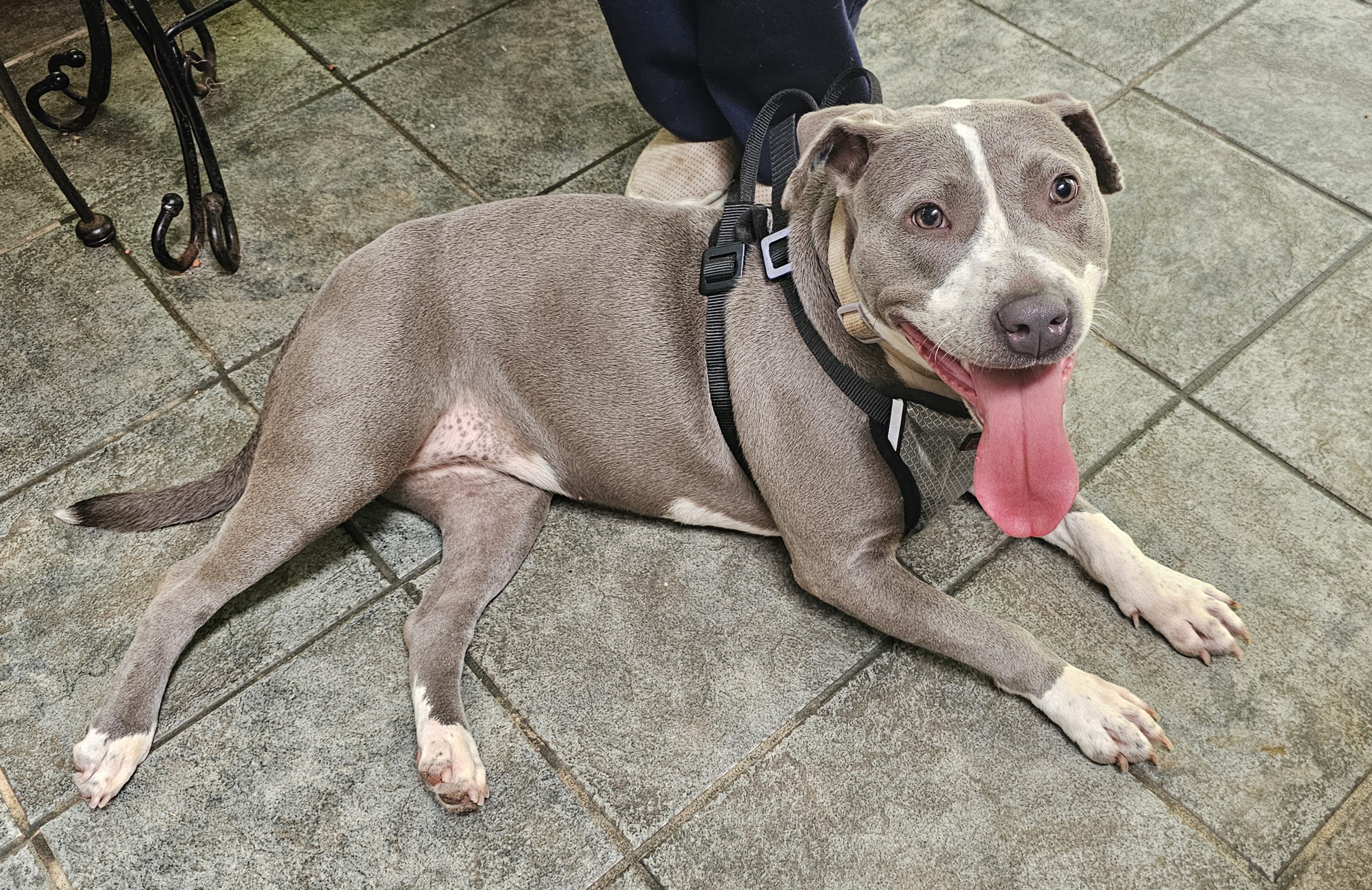 MARIE, a Adoptable American Bully in Homewood, AL image 6/6