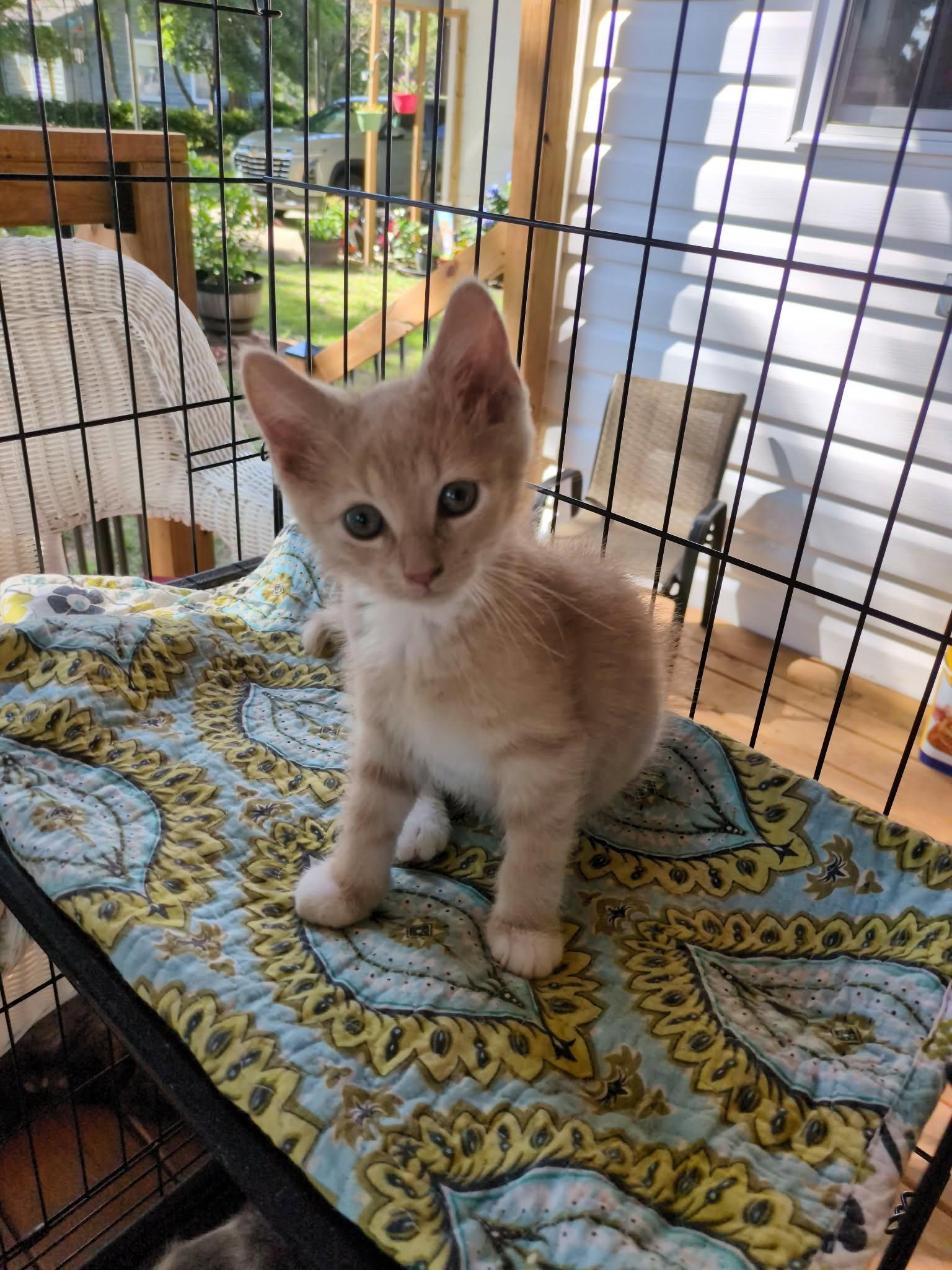 Enlarge Buddy, a Adoptable Domestic Short Hair in Mount Pleasant, SC image 1/1