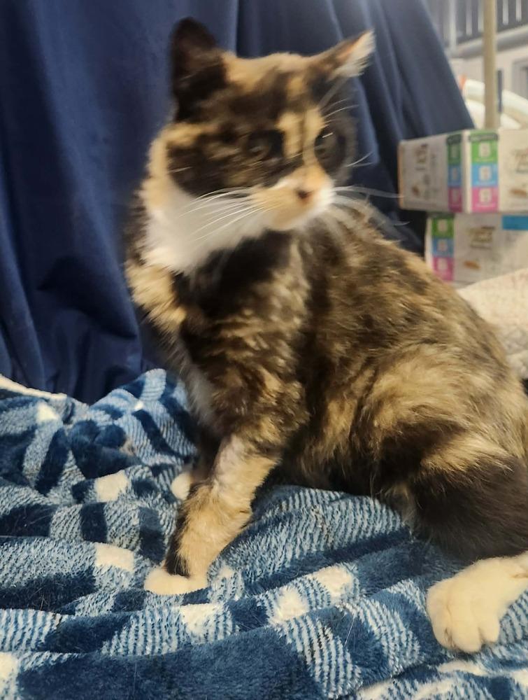 MYSTERY, Adoptable, Adult Female Domestic Short Hair & Calico.