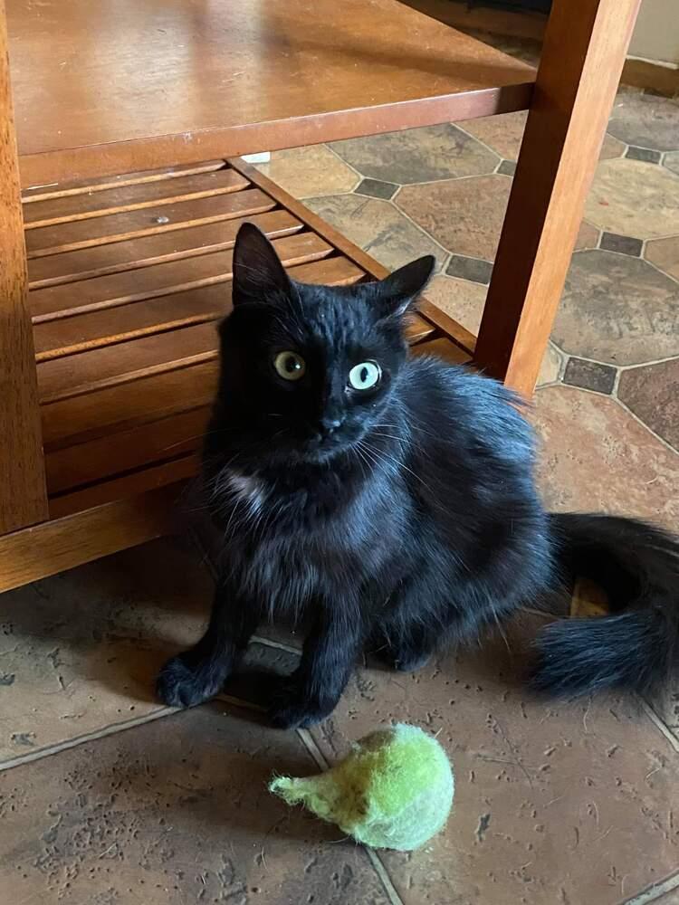 Enlarge Barn cat Blair, a Adopted Domestic Medium Hair in Blanchard, OK image 1/4