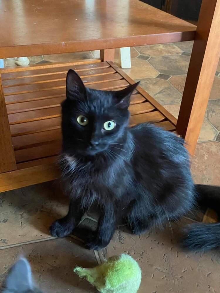 Enlarge Barn cat Blair, a Adopted Domestic Medium Hair in Blanchard, OK image 2/4