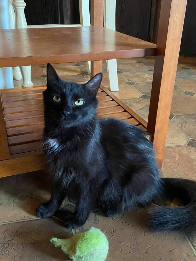 Barn cat Blair, Adopted, Adult Female Domestic Medium Hair.