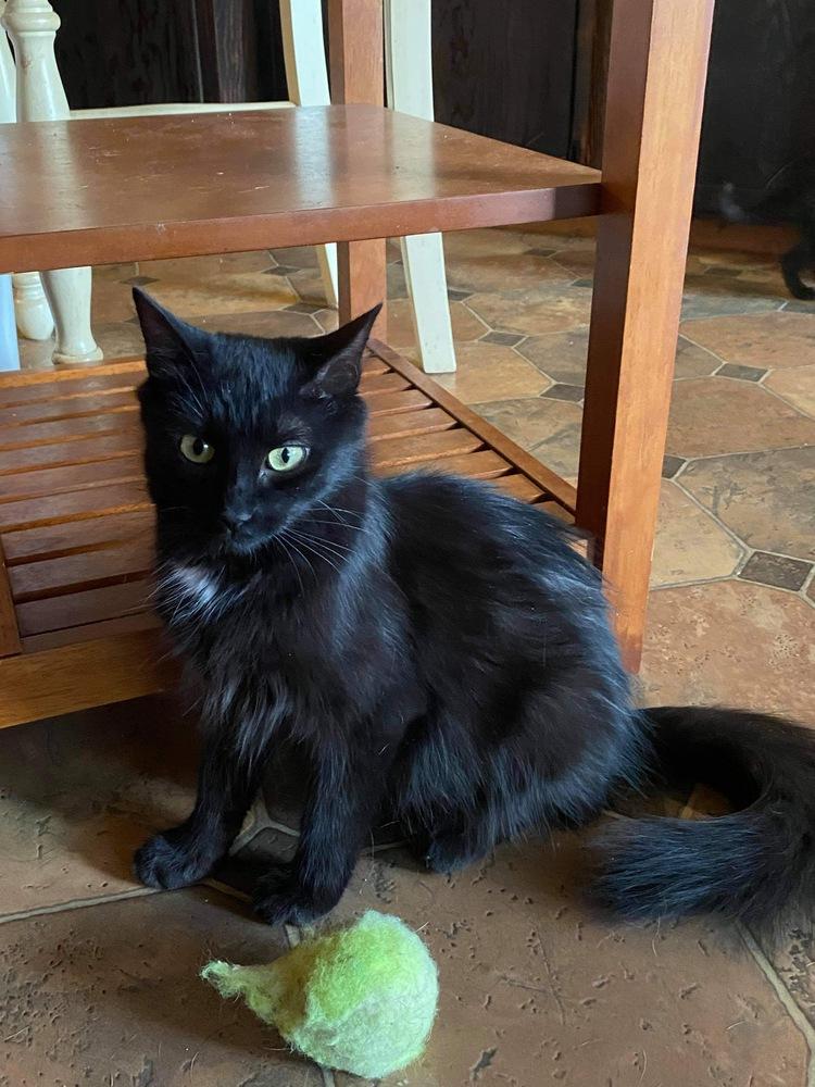 Enlarge Barn cat Blair, a Adopted Domestic Medium Hair in Blanchard, OK image 4/4