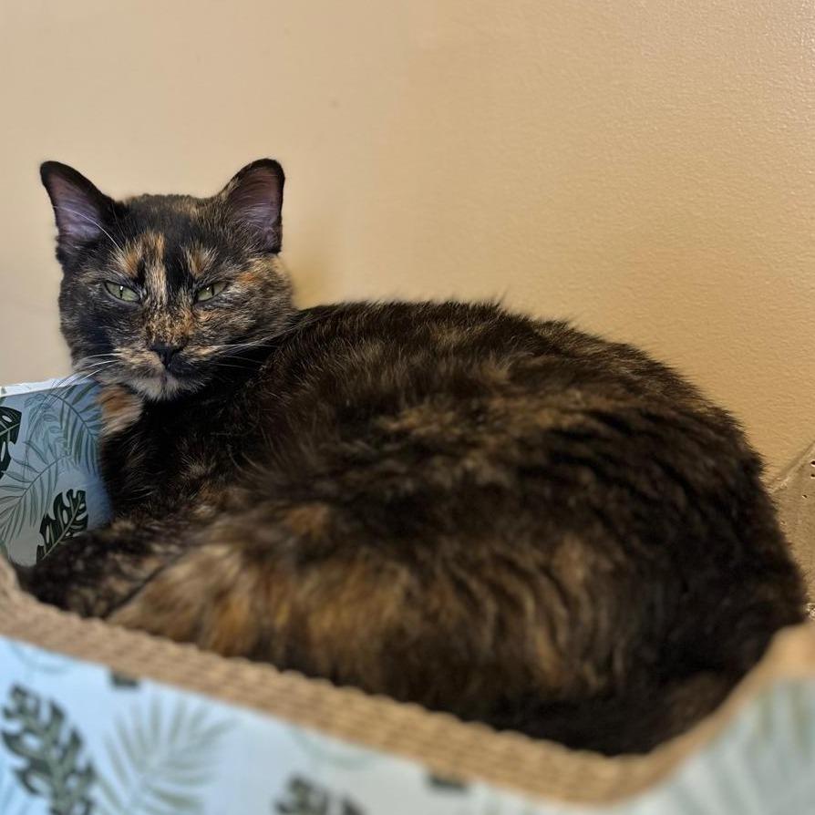 Jasmine, Adoptable, Adult Female Domestic Short Hair.