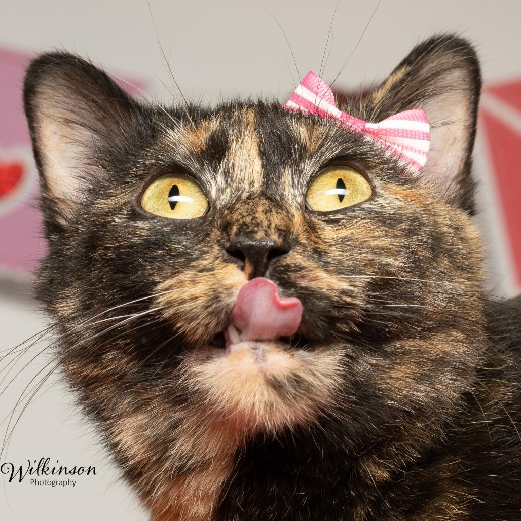 Jasmine, Adoptable, Adult Female Domestic Short Hair.