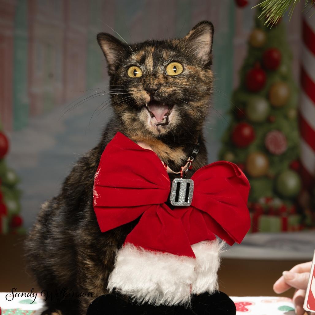 Jasmine, Adoptable, Adult Female Domestic Short Hair.