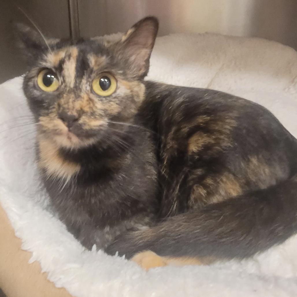 Jasmine, a Adoptable Domestic Short Hair in Tipton, IN image 2/6