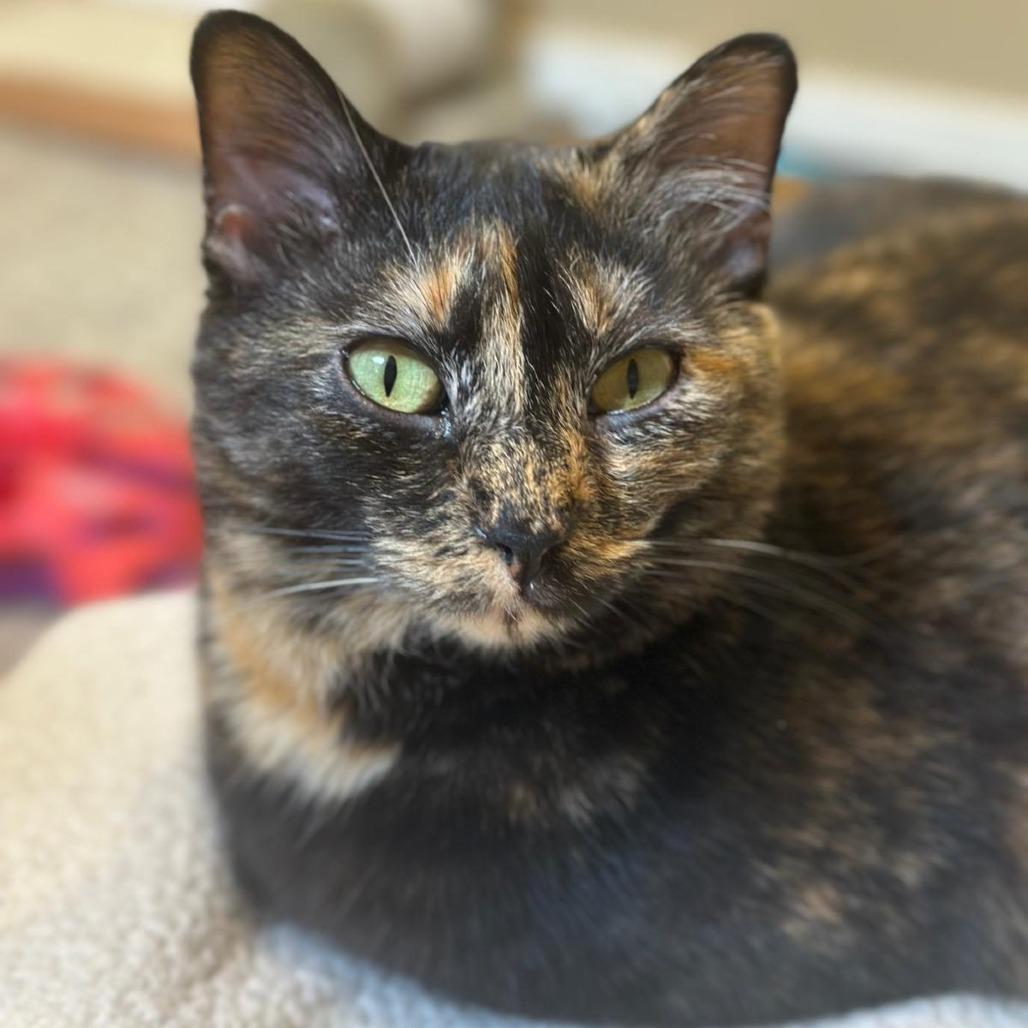 Enlarge Jasmine, a Adoptable Domestic Short Hair in Tipton, IN image 2/6