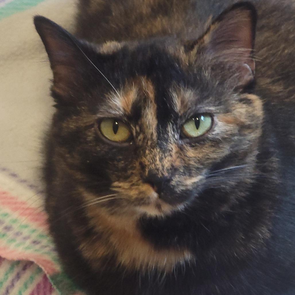 Enlarge Jasmine, a Adoptable Domestic Short Hair in Tipton, IN image 2/6