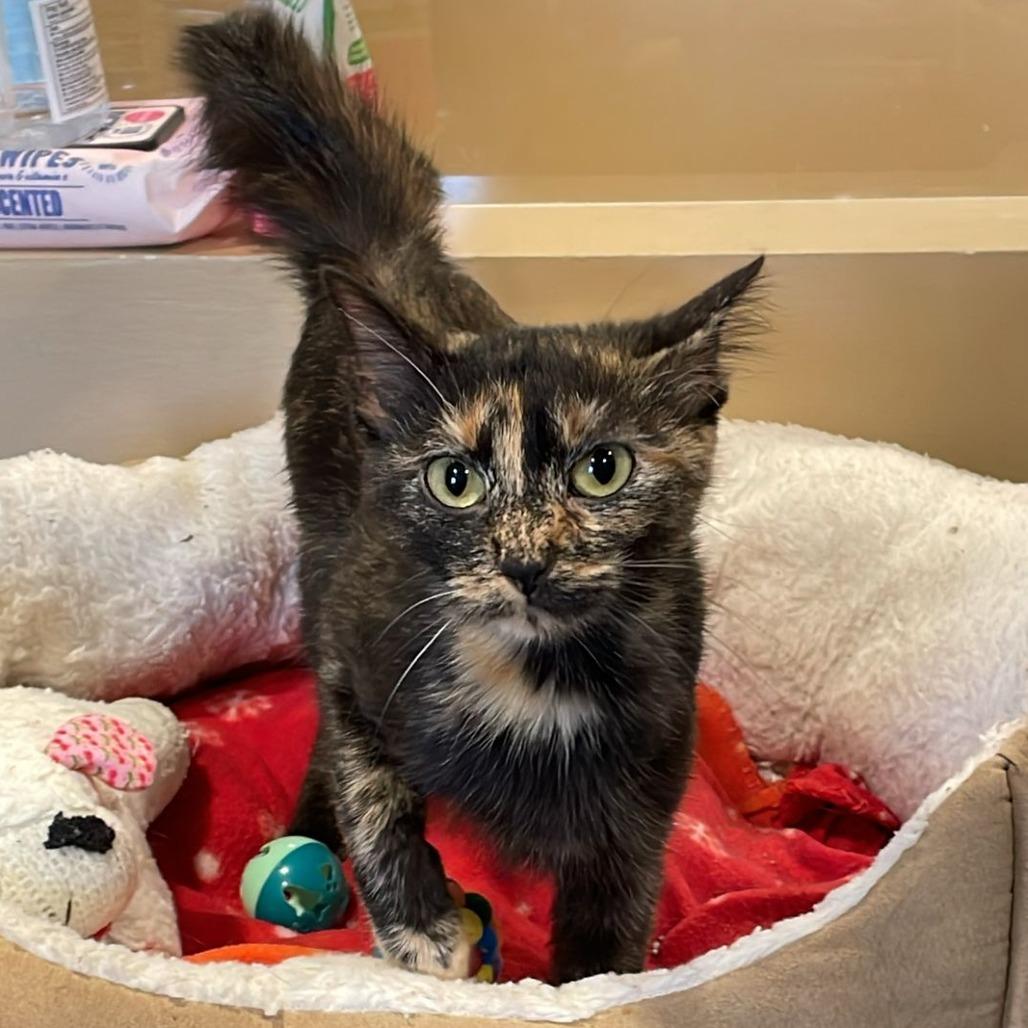 Jasmine, a Adoptable Domestic Short Hair in Tipton, IN image 3/6