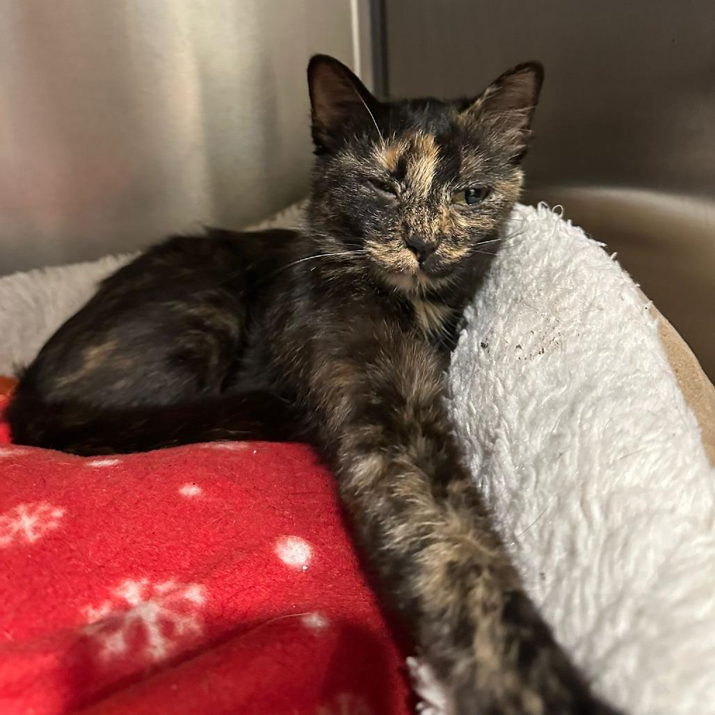 Jasmine, a Adoptable Domestic Short Hair in Tipton, IN image 4/6