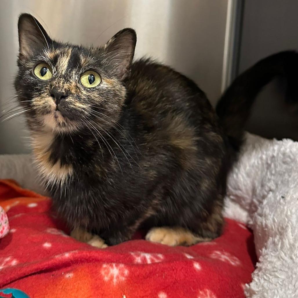 Jasmine, a Adoptable Domestic Short Hair in Tipton, IN image 5/6