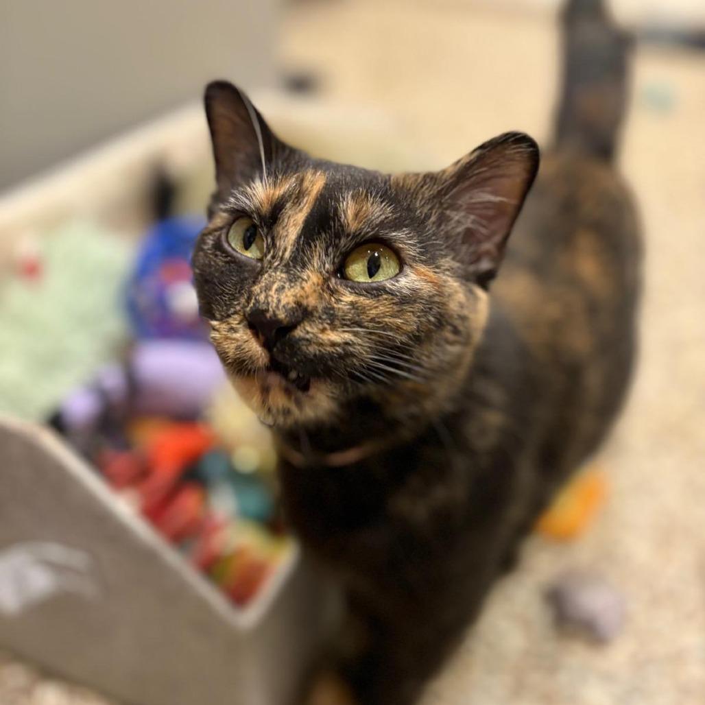 Enlarge Jasmine, a Adoptable Domestic Short Hair in Tipton, IN image 5/6