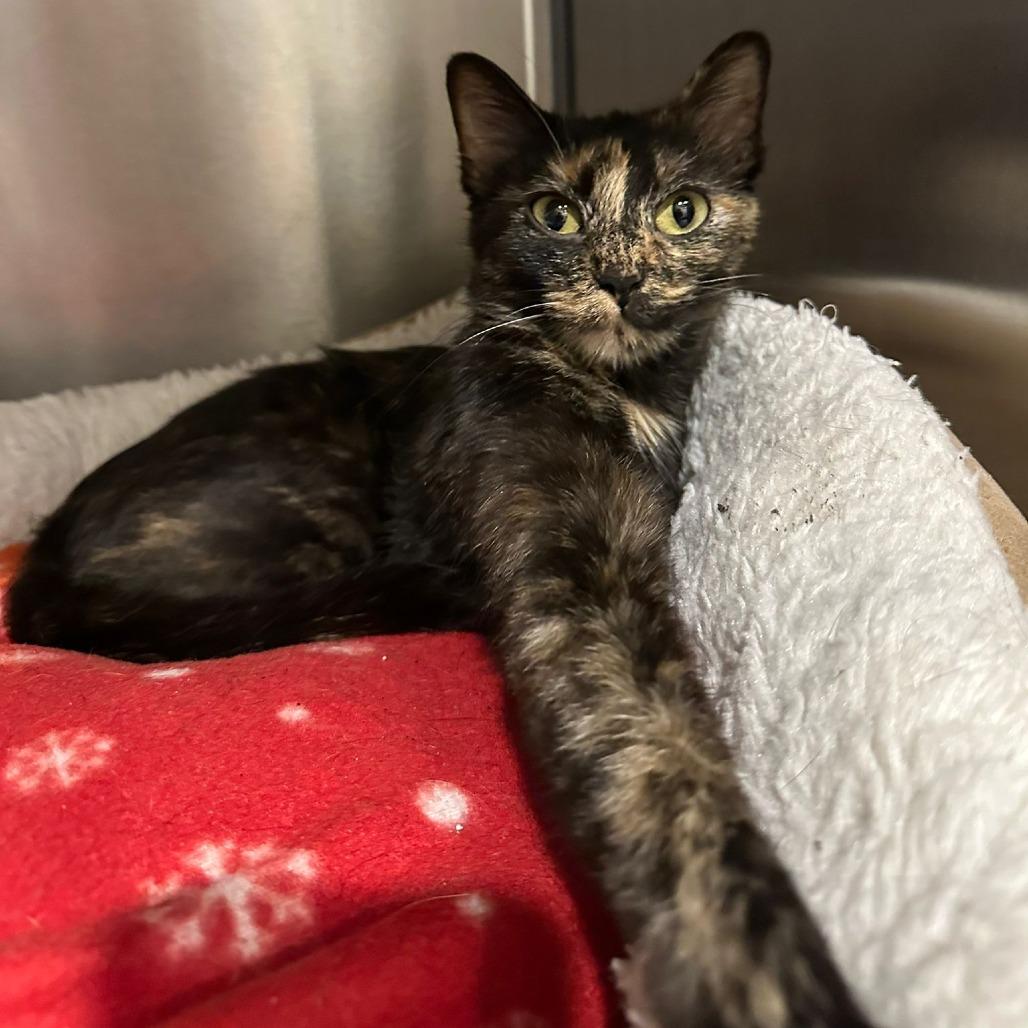 Jasmine, a Adoptable Domestic Short Hair in Tipton, IN image 6/6