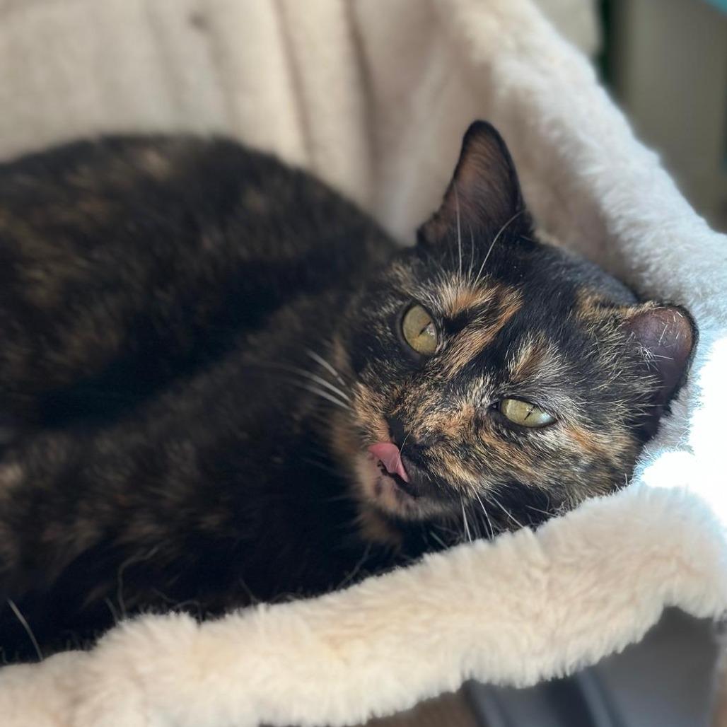 Enlarge Jasmine, a Adoptable Domestic Short Hair in Tipton, IN image 6/6