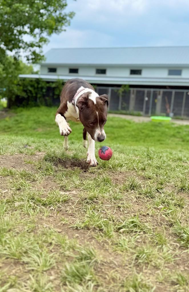 Mocha, Adoptable, Adult Female Pointer & Staffordshire Bull Terrier.