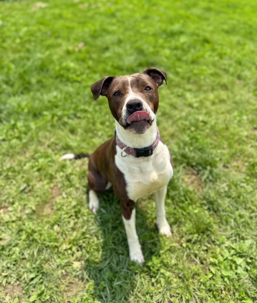 Enlarge Mocha, a Adoptable mixed breed in Hudson, NY image 2/6