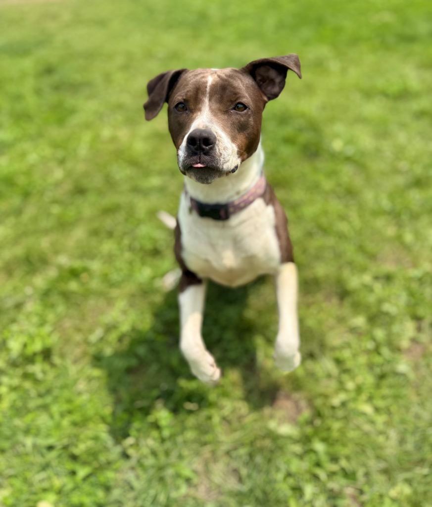 Enlarge Mocha, a Adoptable mixed breed in Hudson, NY image 6/6