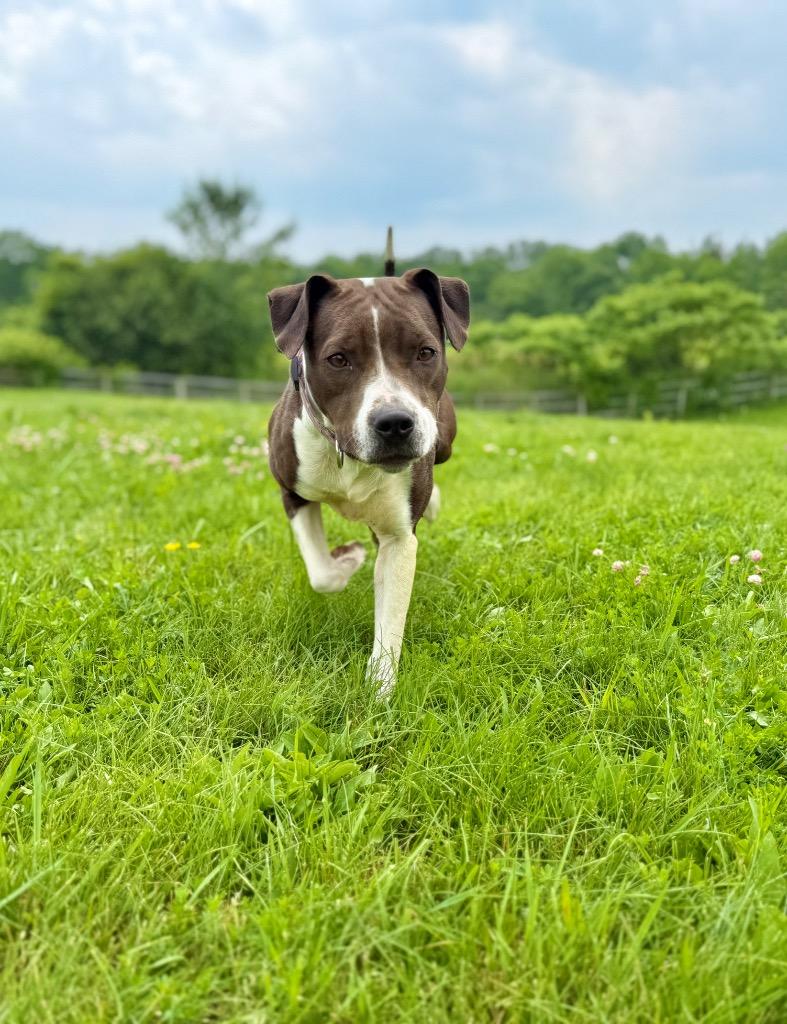 Mocha, Adoptable, Adult Female Pointer & Staffordshire Bull Terrier.