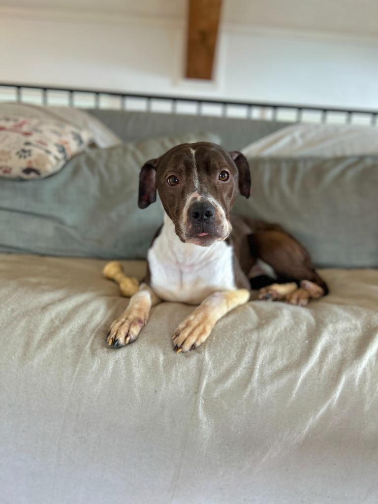 Enlarge Mocha, a Adoptable mixed breed in Hudson, NY image 2/6