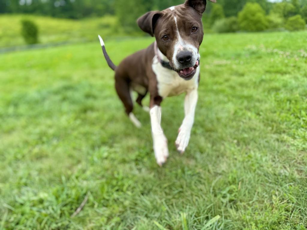 Enlarge Mocha, a Adoptable mixed breed in Hudson, NY image 3/6