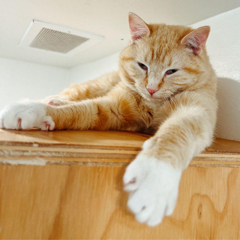 Pooh Bear, adopted, Adult Male Domestic Short Hair.
