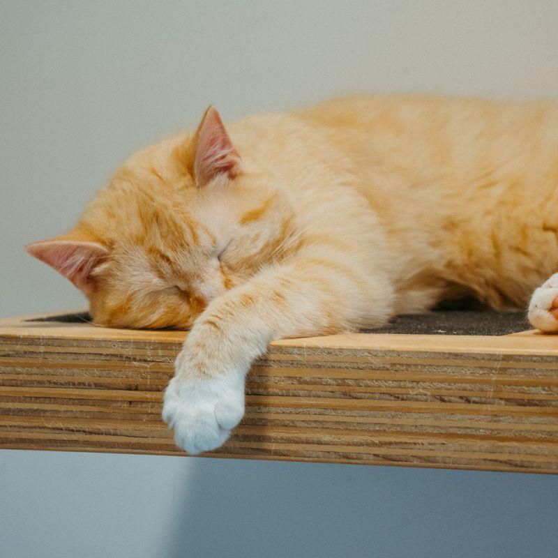 Enlarge Pooh Bear, an adopted mixed breed in Jackson, WY image 2/2