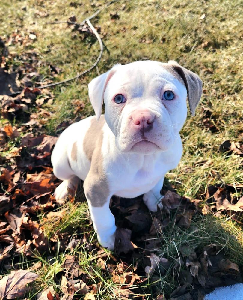 Ramsey, ADOPTABLE, Puppy Male Pit Bull Terrier.