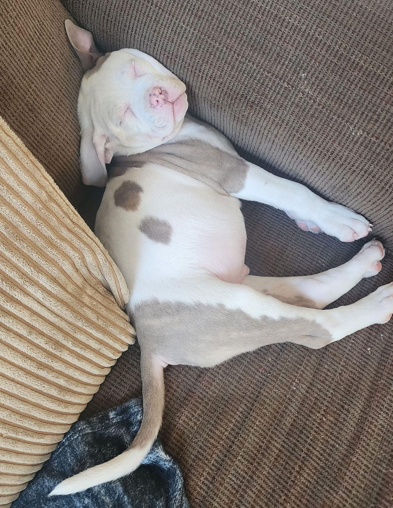 Enlarge Ramsey, an adopted mixed breed in China Township, MI image 5/6