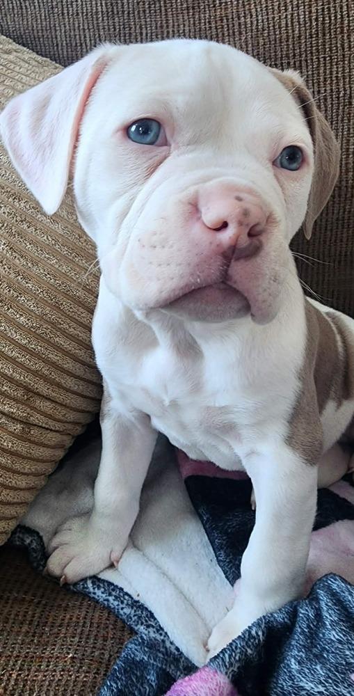 Enlarge Ramsey, a ADOPTABLE mixed breed in China Township, MI image 3/6