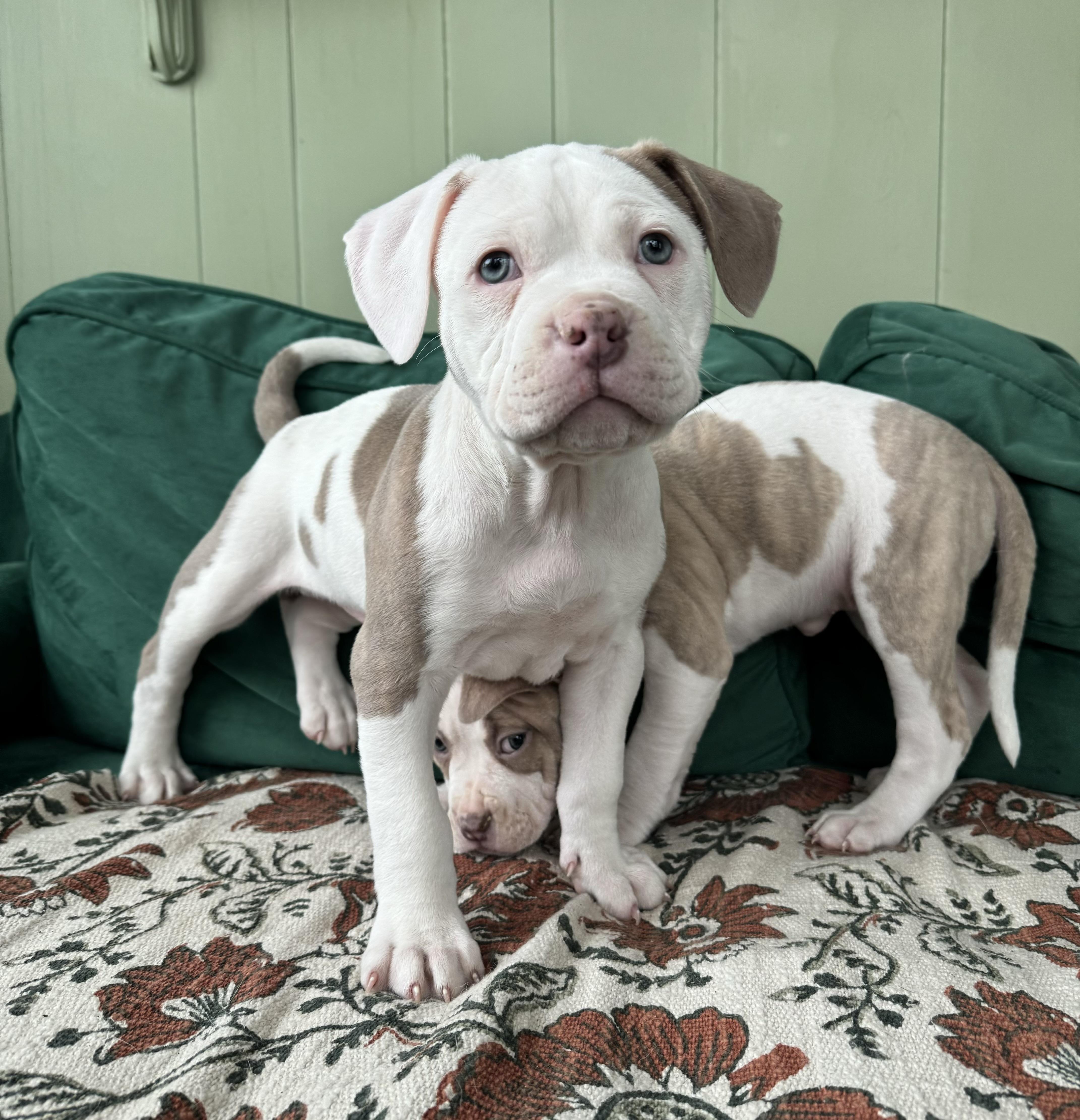 Enlarge Ramsey, a ADOPTABLE mixed breed in China Township, MI image 6/6