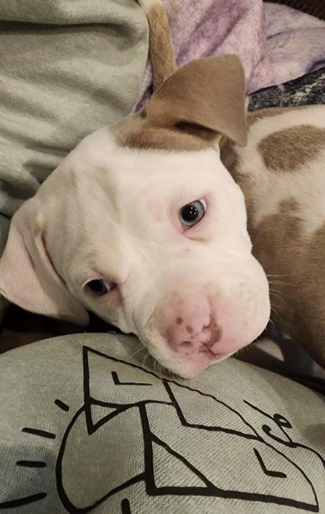 Enlarge Ramsey, a ADOPTABLE mixed breed in China Township, MI image 4/6