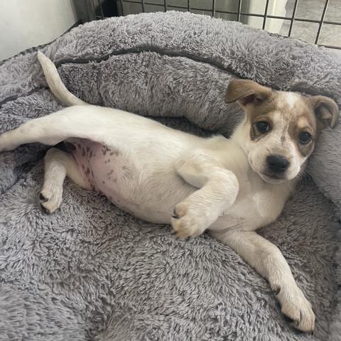Pearl, Adoptable, Puppy Female Mixed Breed.